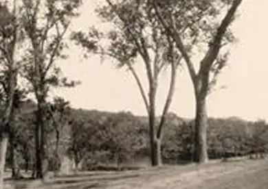 gallery_image